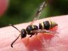 Ancistrocerus sp.